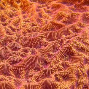 Orange Leptoseris are fantastic, highly desirable encrusting corals, thanks to their striking fluorescent colours and patterns.