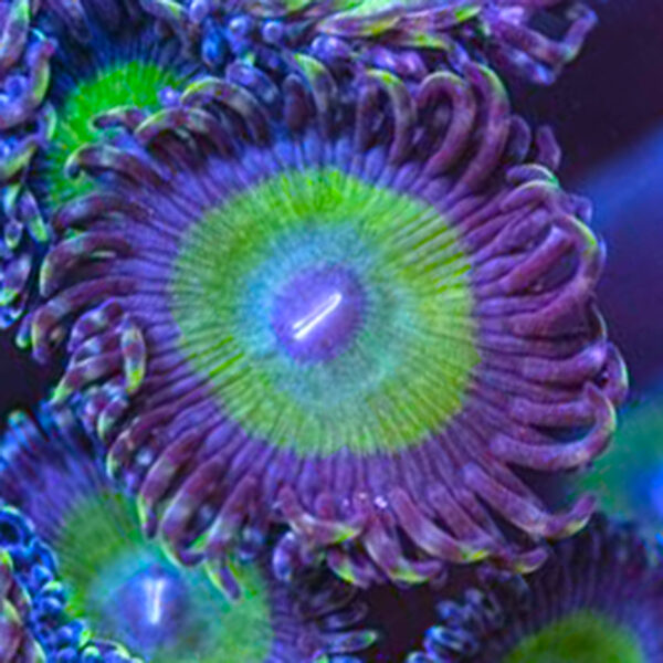 Purple Candy Apple Zoanthid