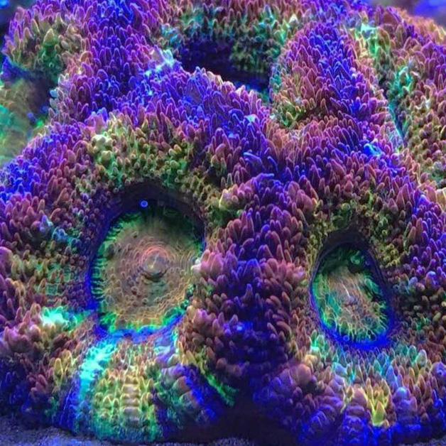 Rainbow acan coral care sales