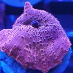Red Discosoma mushroom corals