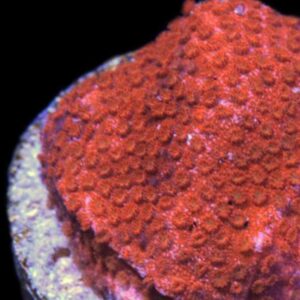 Red Encrusting Montipora, is a beautiful red encrusting coral.