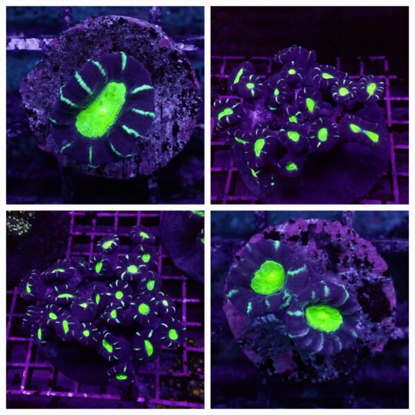 Purple Green Centre Candy Cane corals, also known as trumpet corals (Caulastrea