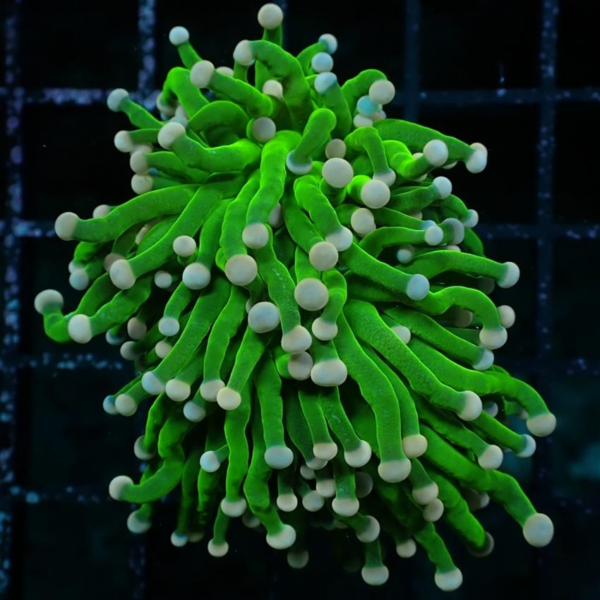 Cotton Candy Torches, Euphyllia glabrescens, are magnificent hard corals that are interesting and colourful to keep.