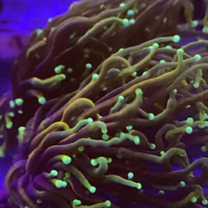 Dragon Soul torch coral, Euphyllia