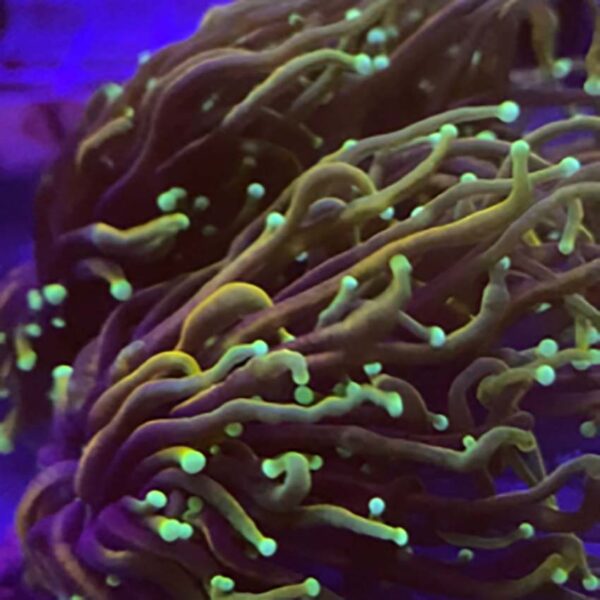 Dragon Soul torch coral, Euphyllia