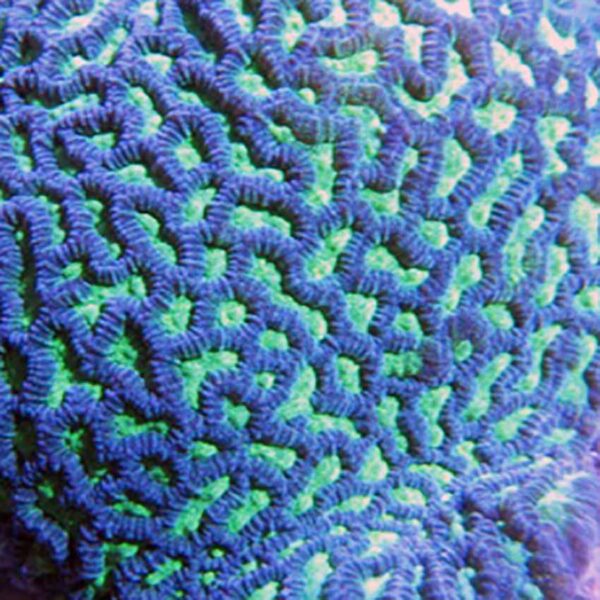 Green Platygyra, Green maze coral