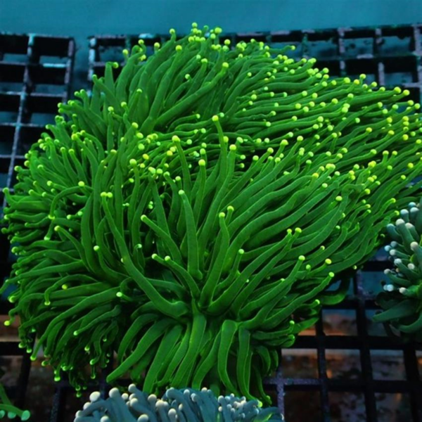 Green Yellow Tip Torches, Euphyllia glabrescens, are magnificent hard corals that are an interesting and colourful coral to keep.