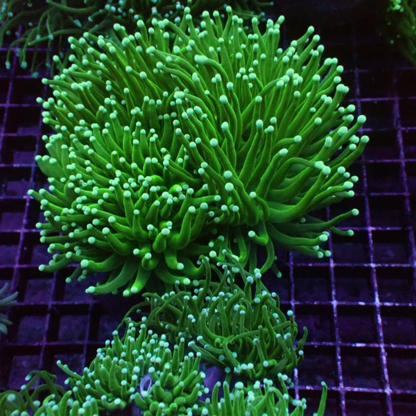 Hulk Torch corals, Euphyllia glabrescens, are magnificent hard corals.