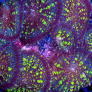 Uranium Rhodactis Mushrooms are gorgeous corals with vivid colours and unusual shapes