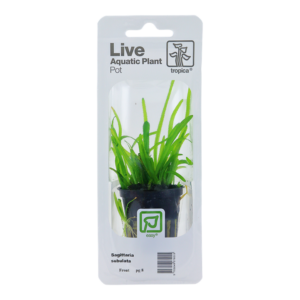 A blister pack containing Tropica Sagittaria Subulata Pot, a freshwater aquatic plant. The package displays a clear plastic container holding a small potted plant with slender, grass-like leaves