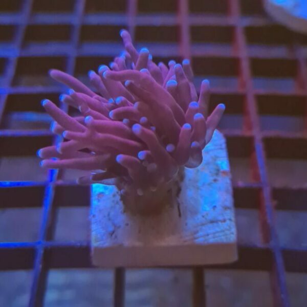 Blue Tip Torch