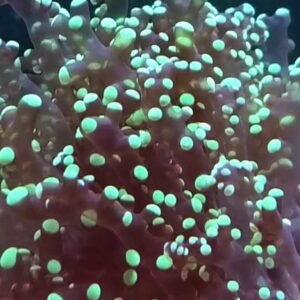 Green Tip Branching Frogspawn