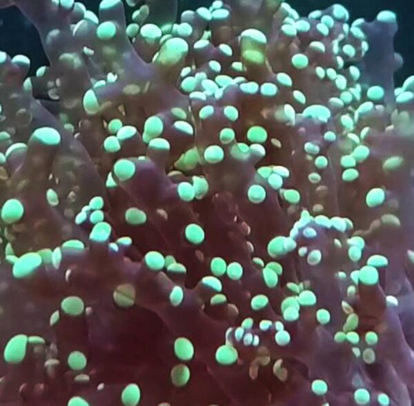 Green Tip Branching Frogspawn