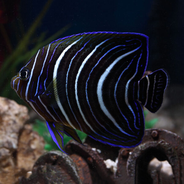 The Juvenile Koran Angelfish, Pomacanthus semicirculatus, also go by the name Semicircle Angelfish.