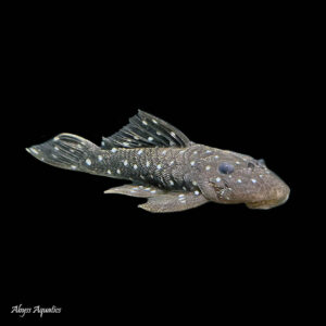 The Peppermint Pleco is a beautiful algae eating plec from Brazil