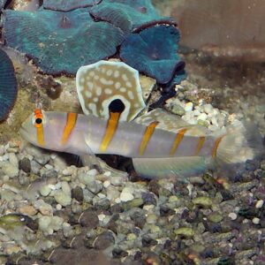 Randall's Goby, Amblyeleotris randalli, in a marine tank