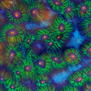 Avatar Chalices are breath taking green and blue corals with glowing eyes.