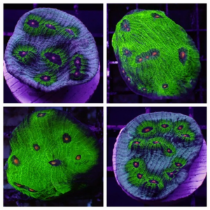 Avatar Chalices are breath taking green and blue corals with glowing eyes. Chalices are highly desirable, high end, plating coral. They demonstrate a variety of wonderful patterns and fluorescent colours.