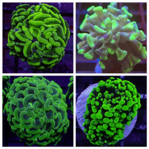 Green Branching Hammer, Euphyllia ancora, are magnificent hard corals.
