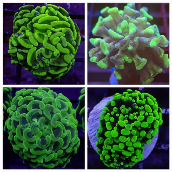 Green Branching Hammer, Euphyllia ancora, are magnificent hard corals.