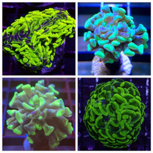 green branching hammer