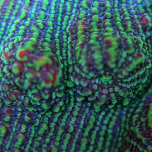 Green Chalice is a gorgeous coral with an intricate stripped pattern.