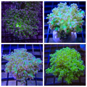 green pink tip frogspawn