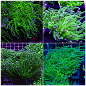 Green Pink Blue Tip Torch, Euphyllia glabrescens, are magnificent hard corals that are interesting and colourful coral to keep.