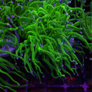 green pink tip torch