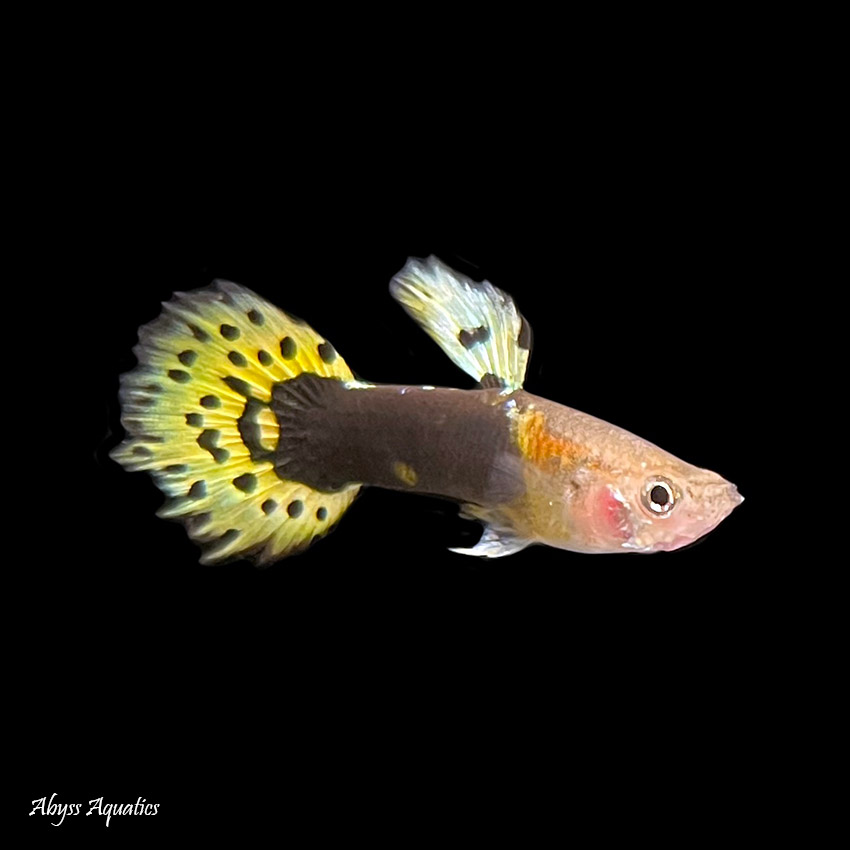 Shop online for guppy abyss aquatics uk