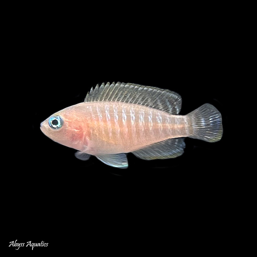 Tropical fish delivered sales to your door