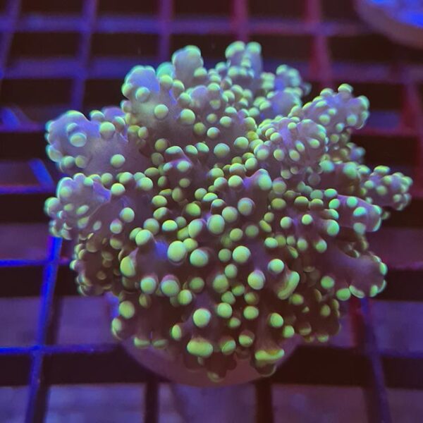 Yellow Branching Frogspawn, (Euphyllia divisa) is an interesting and colourful coral to keep.