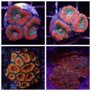 Orange Red Acan, scientifically known as Micromussa lordhowensis, at the abyss