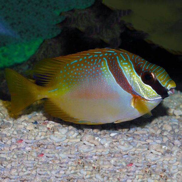 The Masked Rabbitfish (Siganus virgatus) in the aquarium