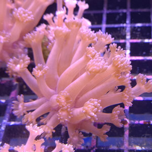 Red Goniopora