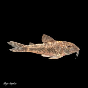 Aspidoras Raimundi are a rarely seen little species of catfish