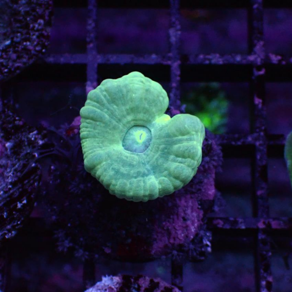blue candy cane coral
