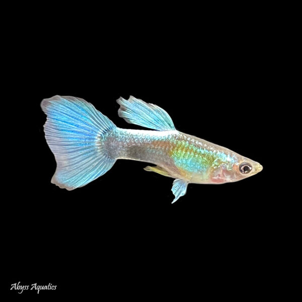 Blue Diamond Guppy Male Fast, Professional Service
