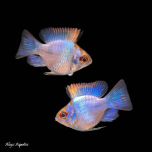 Electric Blue Ram Balloon swimming in black background. The fish has a vibrant blue and yellow-hued body with striking fins.
