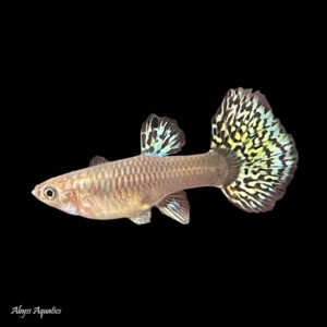 The Galaxy Medusa Guppy Female is one of the best looking guppy strains available