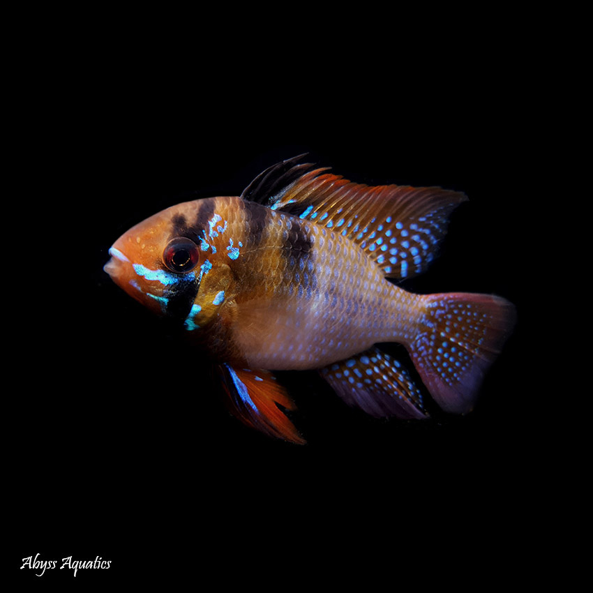 Tropical shop fish classifieds
