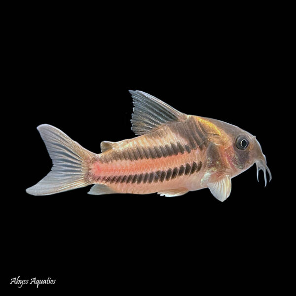 Parallelus corydora are a rare species of corydora