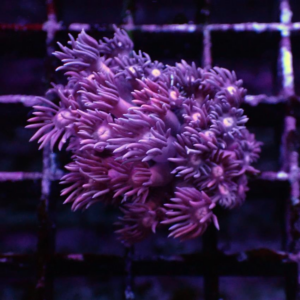 Pink Goniopora