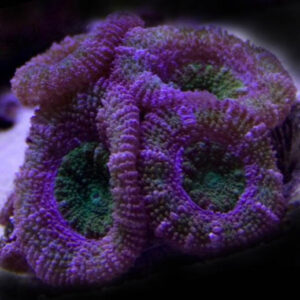 Purple Acans are fabulous purple corals.