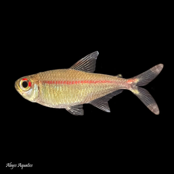 Red Stripe Tetra lovely golden fish with a striking red horizontal line