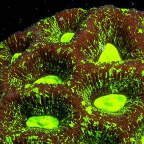 Toxic Splatter Favia , Favia sp is a striking brain coral,
