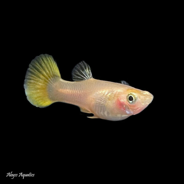 The Yellow guppy is a lovely colour morph, with a beautiful golden tail