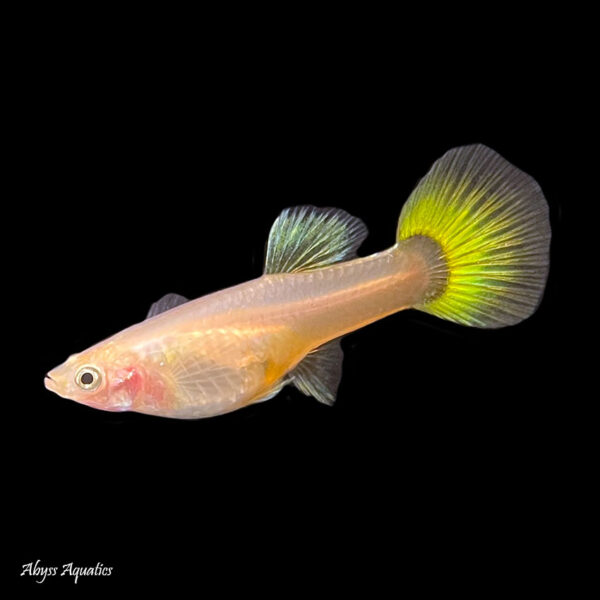 The Yellow Tuxedo Guppy female is a classic colour morph with a pretty tail