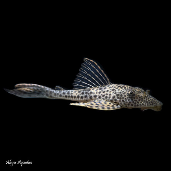 The Blue Fin Thresher Pleco is a beautiful species with a spotted pattern