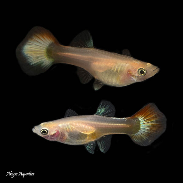 Platinum Red Tail Guppy Females are a beautiful strain with beautifully coloured tails